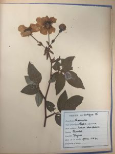 Photographie d'un herbier conserv aux Archives dpartementales du Var